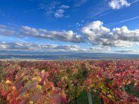 Winnica w Polešovicach